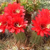 Trichocereus andalgalensis ex huascha rubra ©JLcoll.4342.JPG